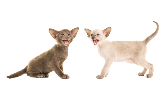 Two cute singing speaking siamese kittens isolated on a white background