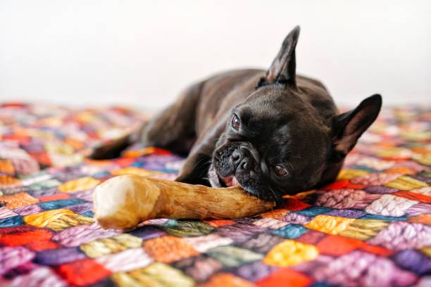 istock Close-Up Of Dog Playing And Lying Down On Bed 1250434055