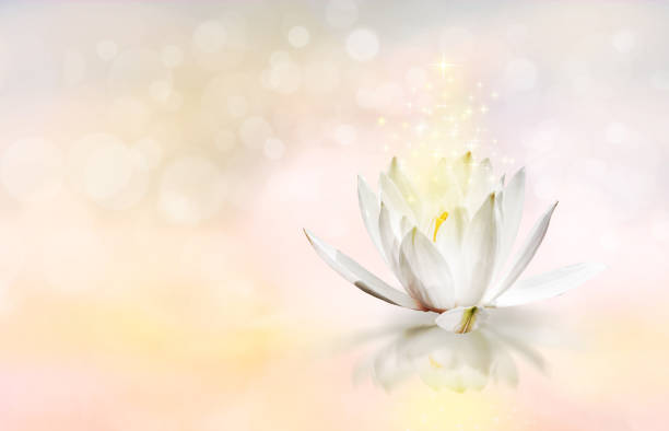 istock Lotus floating on water with worm glitter sparkle light 1250434299