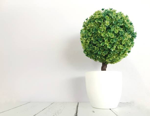 istock A plant pot on a white wooden table 1250435404