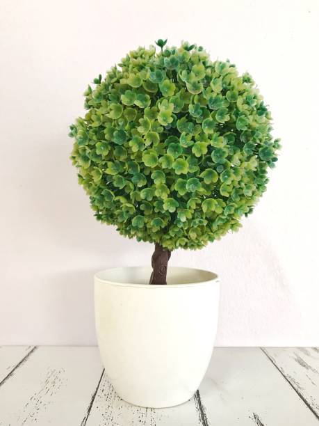 istock A plant pot on a white wooden table 1250435409
