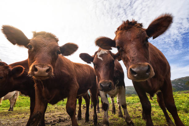 Funny cows portrait with a wide angle lens: crazy playful cattle