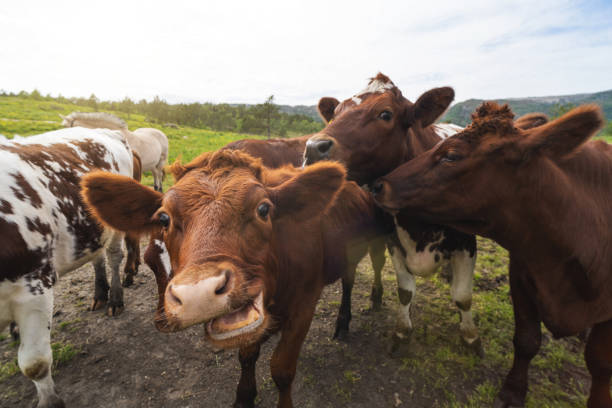 istock Funny cows portrait with a wide angle lens: crazy playful cattle 1250435598
