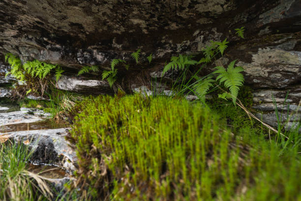Vegetation close up: undergrowth of Norway