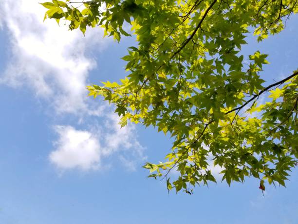 istock green maple leaves on blue sky 1250436501