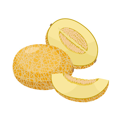 Ripe melon vector illustration isolated on white background. Juicy tropical exotic fruit