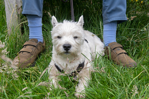 A westie dog lying down in the long grass between his owners feet who is sat on a wooden bench taking a rest whilst out for a walk
