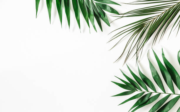istock Summer composition. Tropical leaves on white background. Summer concept. Flat lay, top view, copy space 1250439591
