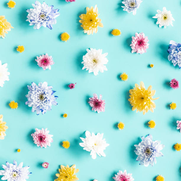 istock Flowers composition. Pattern made of chrysanthemum flowers on blue background. Spring concept. Flat lay, top view 1250439664