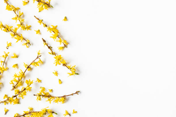 istock Flowers composition. Yellow flowers on white background. Spring concept. Flat lay, top view 1250439670