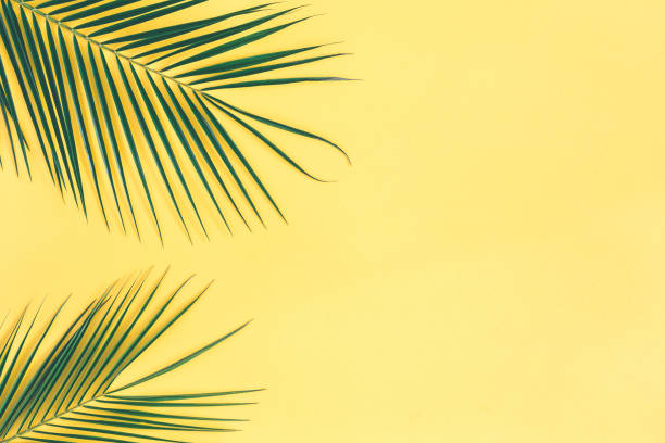 istock Summer composition. Tropical leaves on yellow background. Summer concept. Flat lay, top view 1250439684