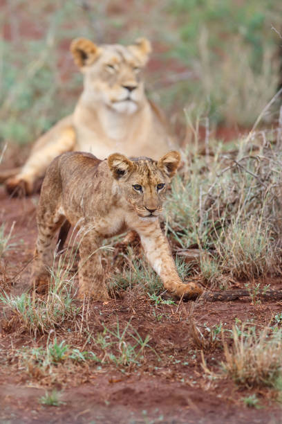 istock Cute Lion cub walking in South Africa 1250439863