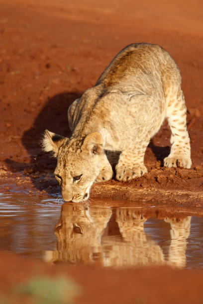istock Cute Lion cub drinking in South Africa 1250439864