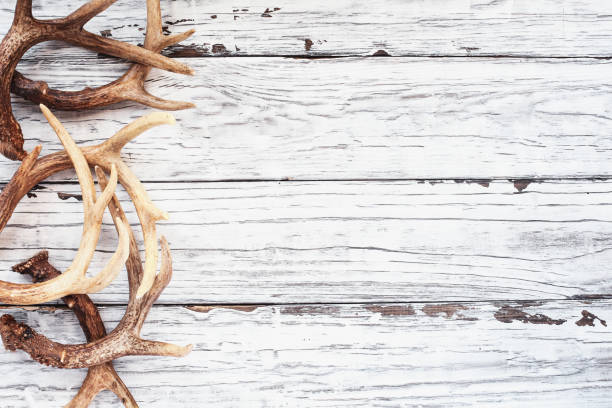 bordure des bois de cerf sur la table blanche - antler stag deer trophy photos et images de collection