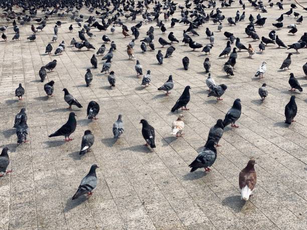 istock Pigeons in a park 1250440229