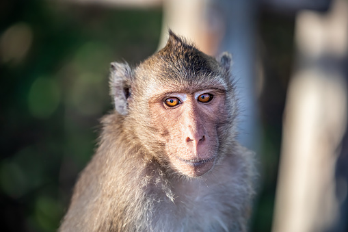 Monkey (Crab-eating macaque) on tree in Thailand.