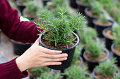 Woman holding a flowerpot of growing rosemary in her hand.