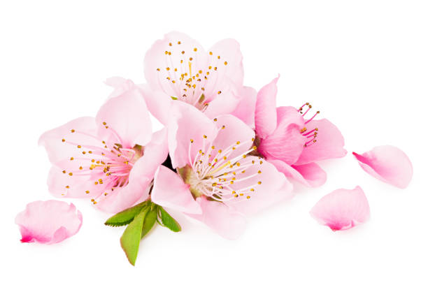 istock peach flowers isolated on white background. spring flowers. 1250441414