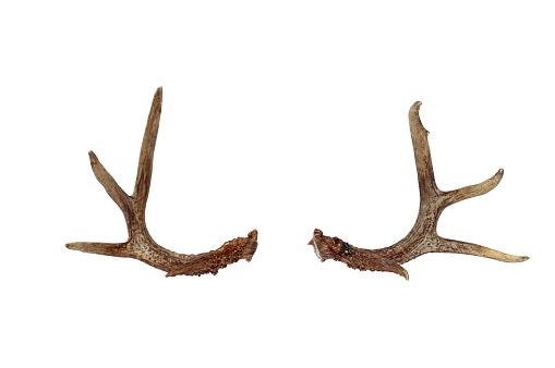 Real deer antlers used by hunters for rattling in bucks isolated of a white background with clipping path included.