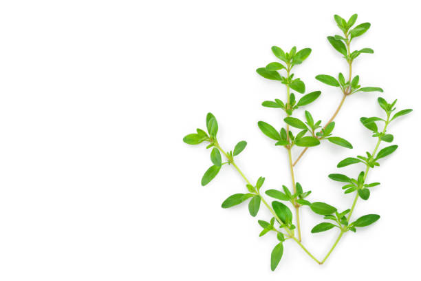 istock Fresh thyme spice isolated on white background. Copy space for your text. 1250443429