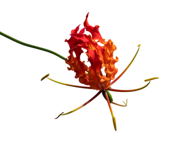 istock Flame lily, Fire lily, Gloriosa superba flower isolated on white background, with clipping path 1250443554