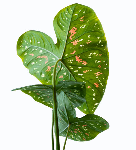 istock Caladium bicolor leaves, Caladium foliage isolated on white background, with clipping path 1250443613