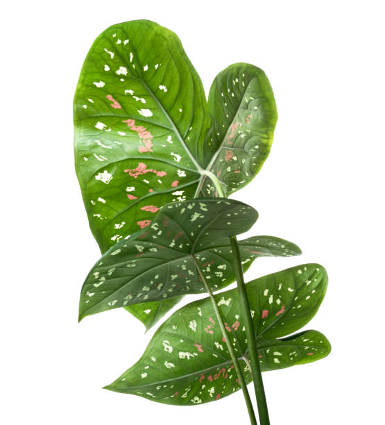 istock Caladium bicolor leaves, Caladium foliage isolated on white background, with clipping path 1250443620