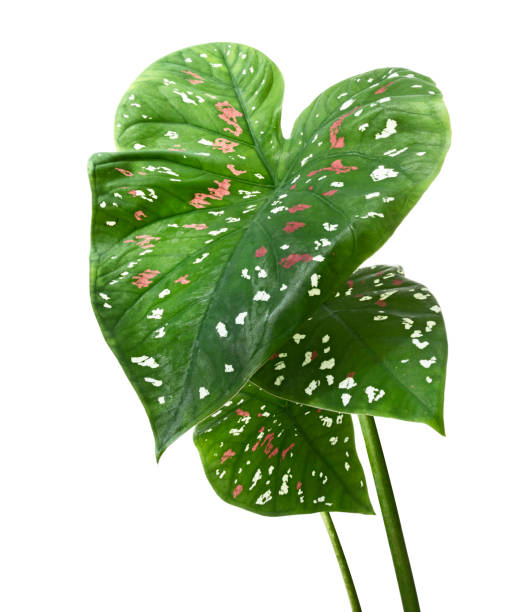 istock Caladium bicolor leaves, Caladium foliage isolated on white background, with clipping path 1250443674