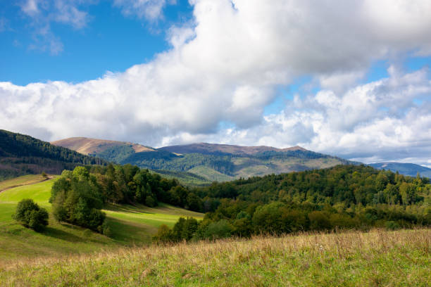 istock grassy meadow on a sunny day in mountains 1250443771