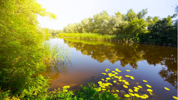 Free picture: Bright sunrays, sunny swamp riverbank