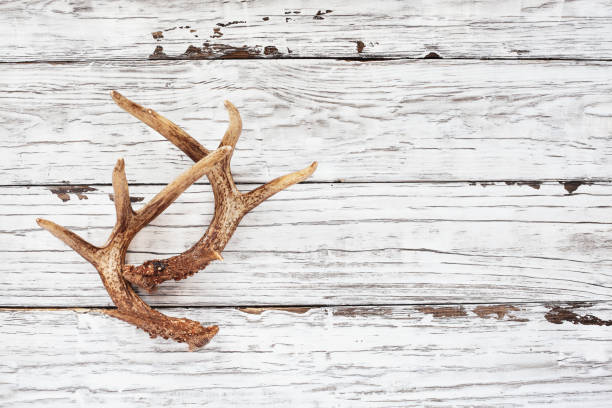 istock Pair of Deer Antlers on White Table 1250445510