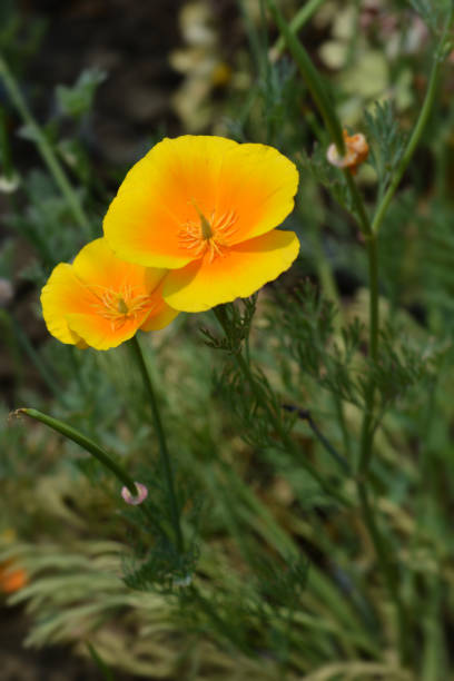 istock Golden poppy flower 1250446038