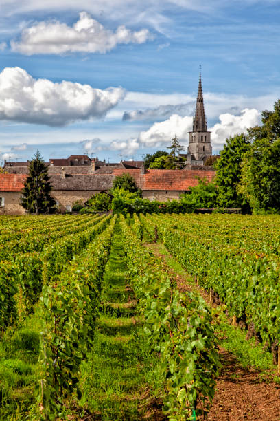 region burgundowy meursault - burgundia zdjęcia i obrazy z banku zdjęć