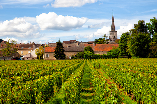 General view of a vineyard in the area of Meursault