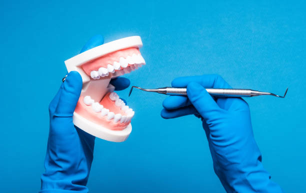 istock Hands in blue gloves holding dental teeth model 1250446152