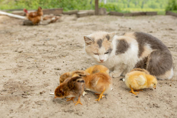 frango de páscoa comendo com gato gentil. amigos. - courage domestic cat animal young animal - fotografias e filmes do acervo