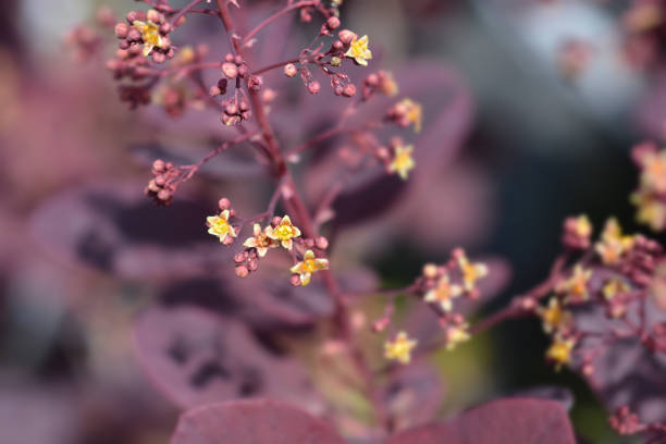 Smoke tree Royal Purple Smoke tree Royal Purple - Latin name - Cotinus coggygria Royal Purple smoke bush blooming stock pictures, royalty-free photos & images