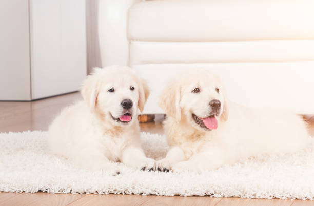 istock Two retriever puppies at home 1250446947