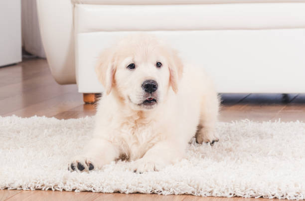 istock Retriever puppy sitting on carpet 1250446960