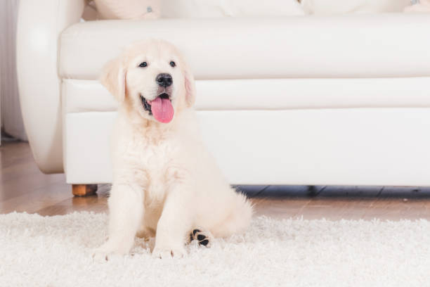 Retriever puppy sitting on carpet