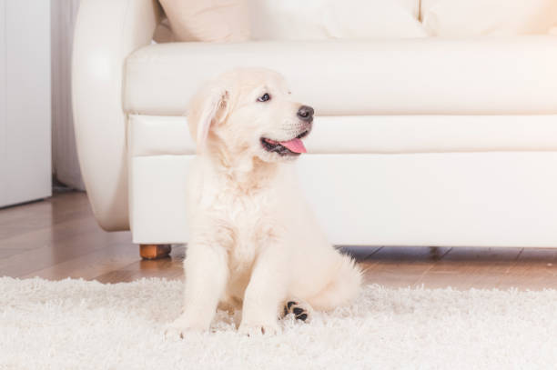 istock Retriever puppy sitting on carpet 1250446963