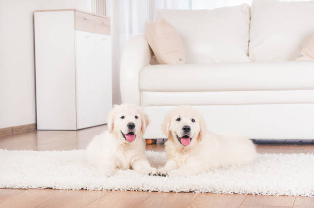 istock Two retriever puppies at home 1250446965