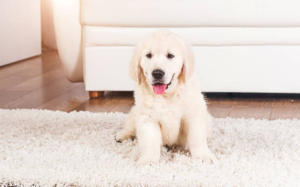 istock Retriever puppy sitting on carpet 1250446975
