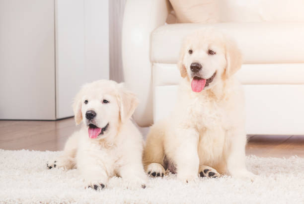 istock Two retriever puppies at home 1250446976