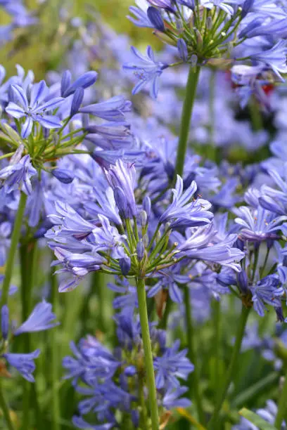 Blue African Lily flower - Latin name - Agapanthus africanus