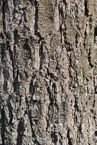 Eastern white pine bark detail - Latin name - Pinus strobus