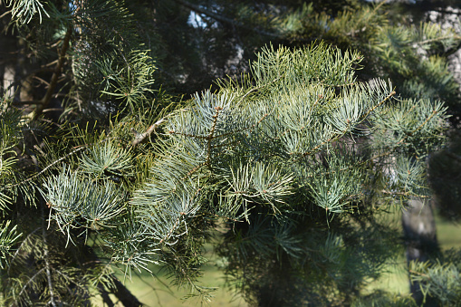 Colorado white fir branch - Latin name - Abies concolor