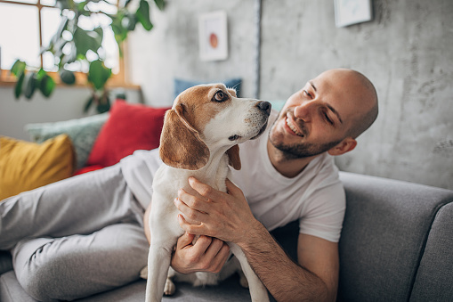 Young man sitting on sofa in living room and playing with his beagle dog.