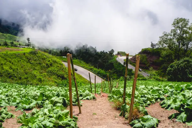 Photo of cabbage garden