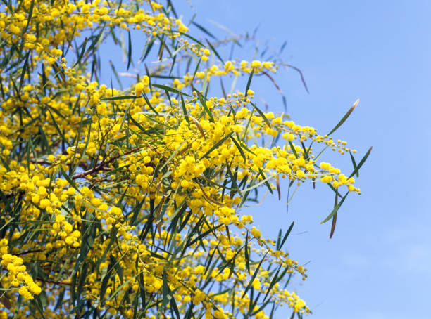 istock Mimosa Tree, Var in French Riviera 1250450185